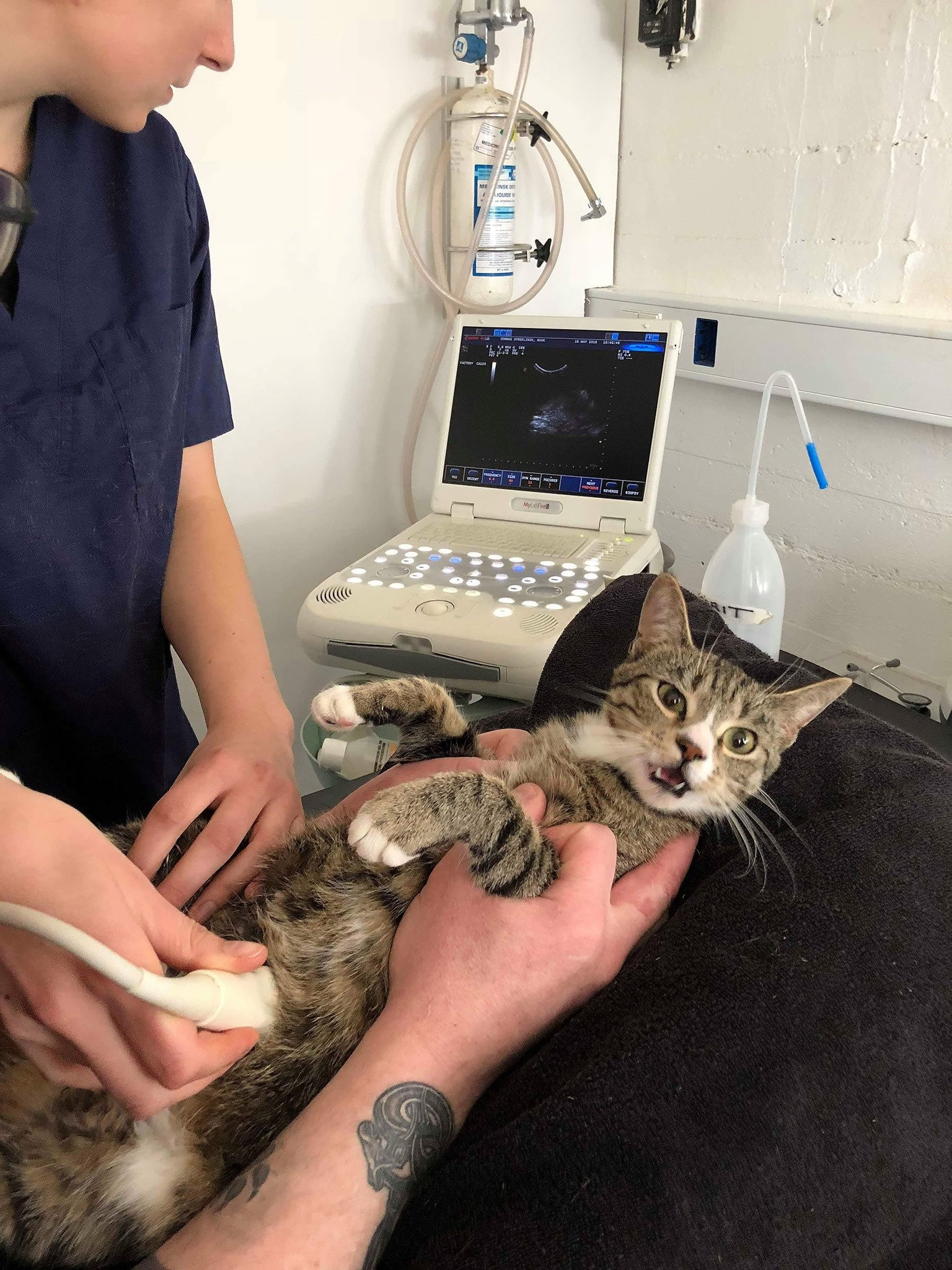 Kilo alan kediyi sahibi veterinere götürdü! Sonuca kedi bile şaşırdı