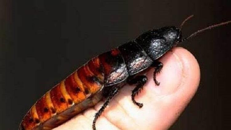 Dünyadaki böcekler yok olursa, ne olur?