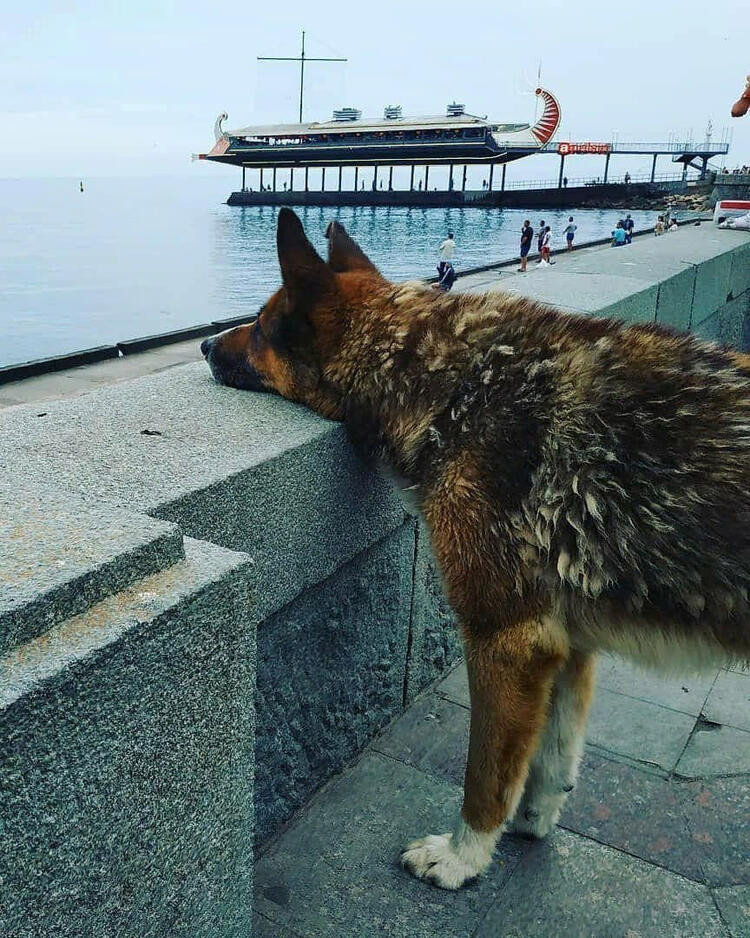 9 yıldır ölen sahibinin dönmesini bekliyor