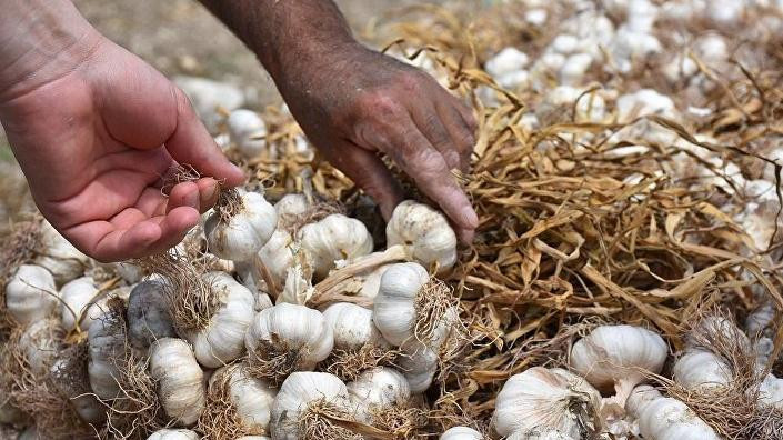 Sudan'dan sarımsak ithal ediyoruz