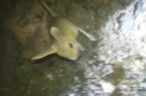 Tunceli'de kanguru faresi görüntülendi - Resim : 1