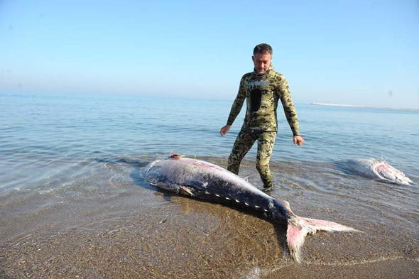 Marmara'da şaşırtan görüntü ! Kıyıya vurdular