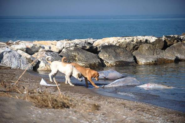 Marmara'da şaşırtan görüntü ! Kıyıya vurdular