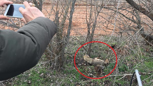Köylüler yanına mı bile yaklaşamadı...