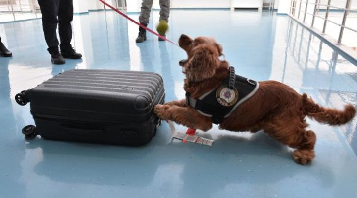 Business Class'da ''Coco'' şoku