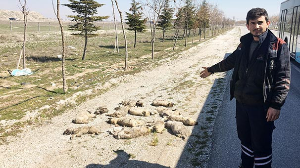 Vicdansızlar ! Yol kenarına attılar...