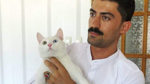 Kedisini hayata döndürebilmek için 190 bin TL harcadı ama...