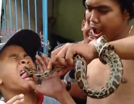 Oynadıkları yılan çocuğun dilini soktu