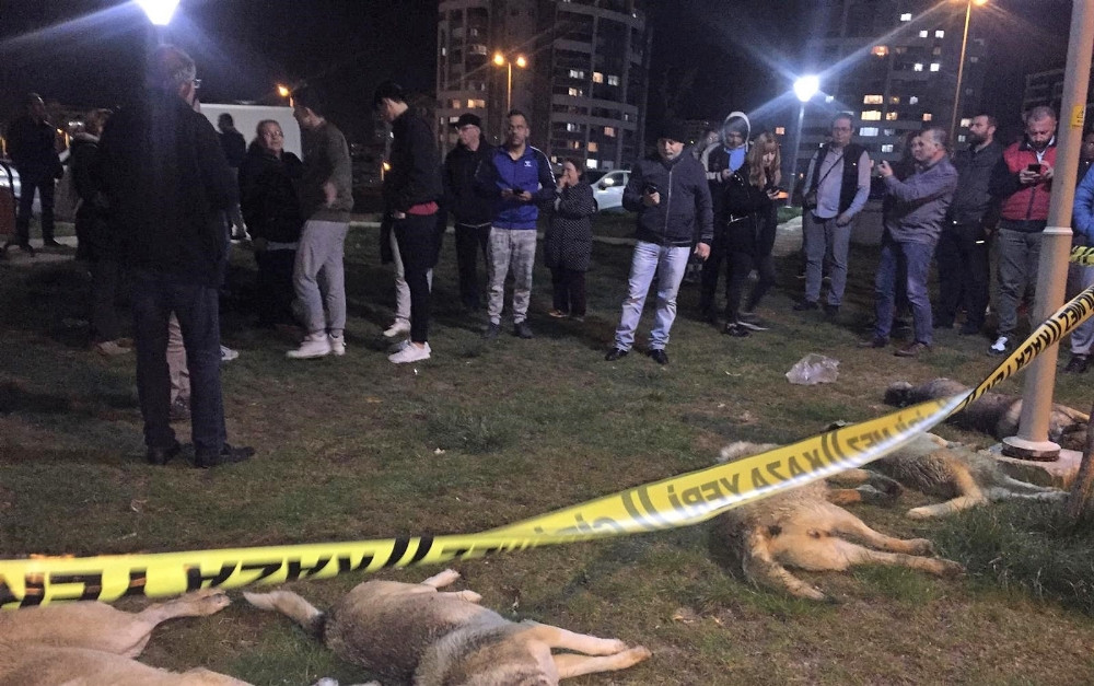 Başkent’te zehirli etlerle köpek katliamı 