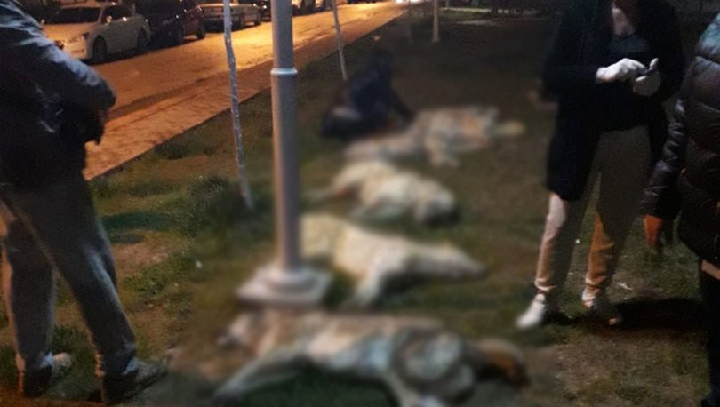 Ankara’daki köpek katilleri serbest bırakıldı