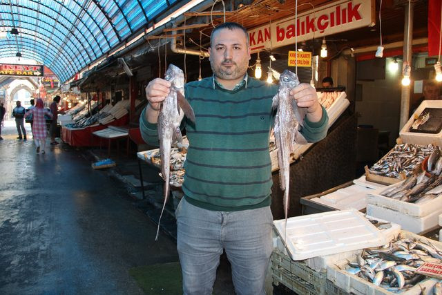 Mersin'de 'Şeytan Balığı' yakalandı
