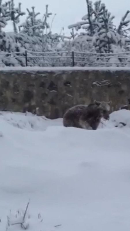Kış geri döndü ayılar şehre indi