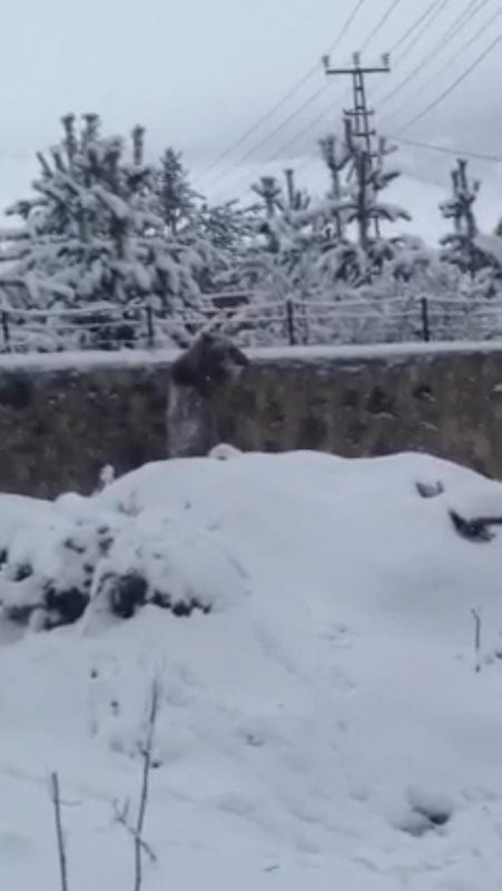 Kış geri döndü ayılar şehre indi