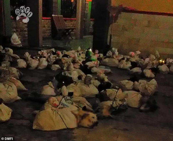 Kan donduran vahşet! Onlarca köpeği döve döve öldürdüler