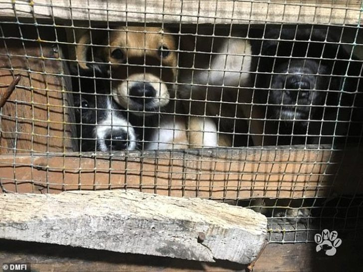Kan donduran vahşet! Onlarca köpeği döve döve öldürdüler