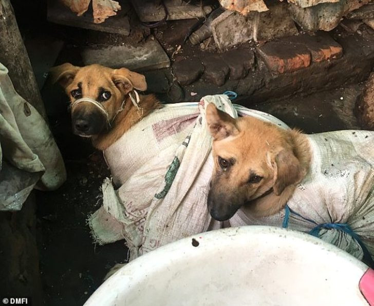 Kan donduran vahşet! Onlarca köpeği döve döve öldürdüler