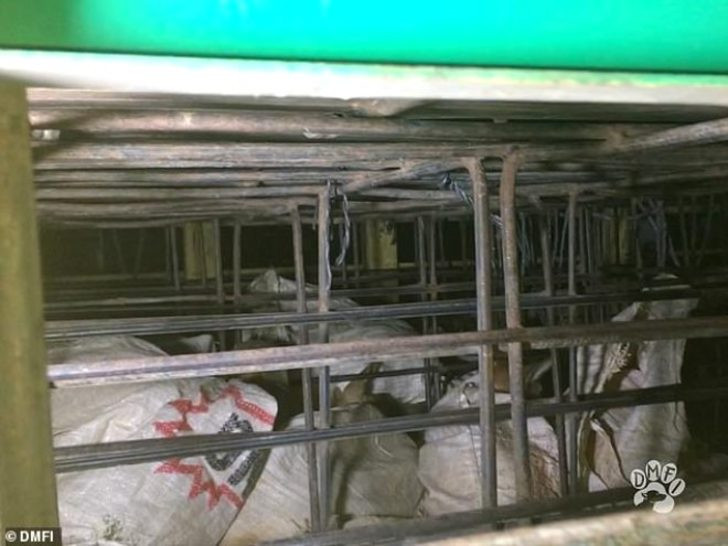 Kan donduran vahşet! Onlarca köpeği döve döve öldürdüler