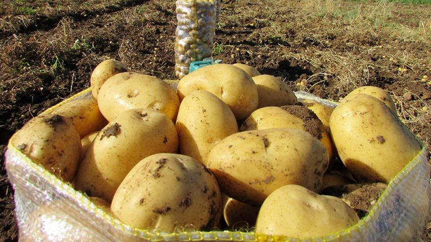 Patates 10 TL'nin altına düşmez !