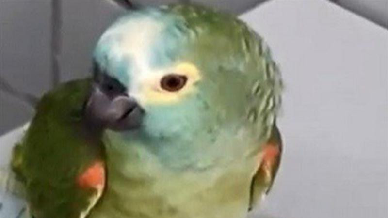 Uyuşturucu baskınını haber veren papağan gözaltında
