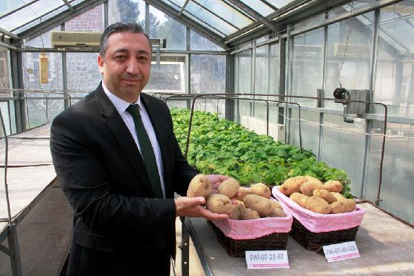 Milli patates geliyor