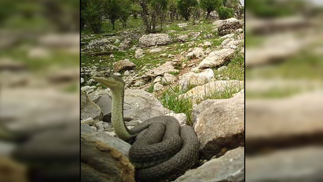 Güneydoğu'da dev yılan fotokopana yakalandı