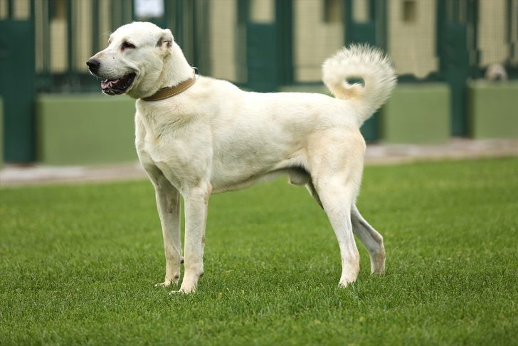 Kangal ve akbaşların genlerine özel koruma