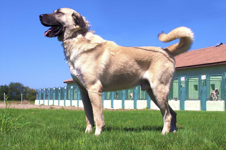 Kangal ve akbaşların genlerine özel koruma