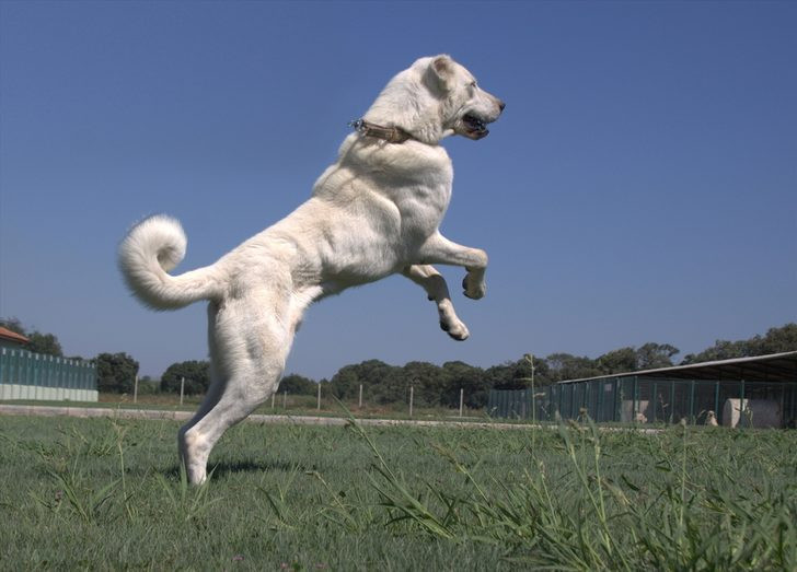 Kangal ve akbaşların genlerine özel koruma
