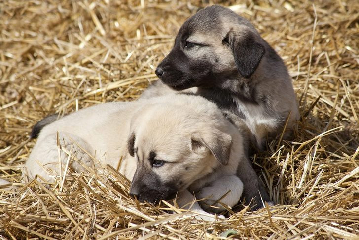 Kangal ve akbaşların genlerine özel koruma