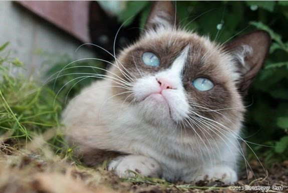 Fenomen kedi ''Grumpy Cat'' öldü