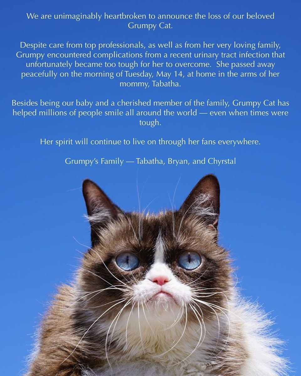 Fenomen kedi ''Grumpy Cat'' öldü
