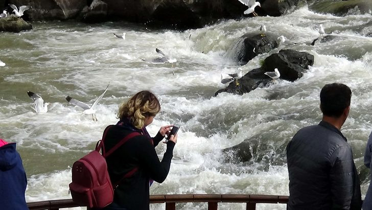 İnci kefalinin zorlu yolculuğu başladı