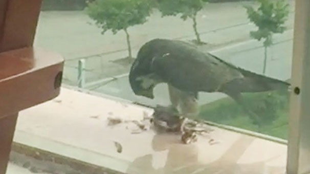 Yakaladığı güvercini balkona götürüp böyle yedi