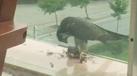 Yakaladığı güvercini balkona getirip yedi !