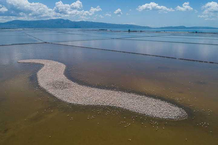 İzmir Kuş Cenneti'nde 20 bin flamingo kuluçkaya yattı