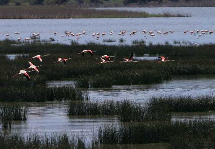 İzmir Kuş Cenneti'nde 20 bin flamingo kuluçkaya yattı