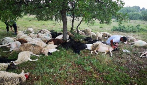 Yıldırım düştü: 55 koyun telef oldu