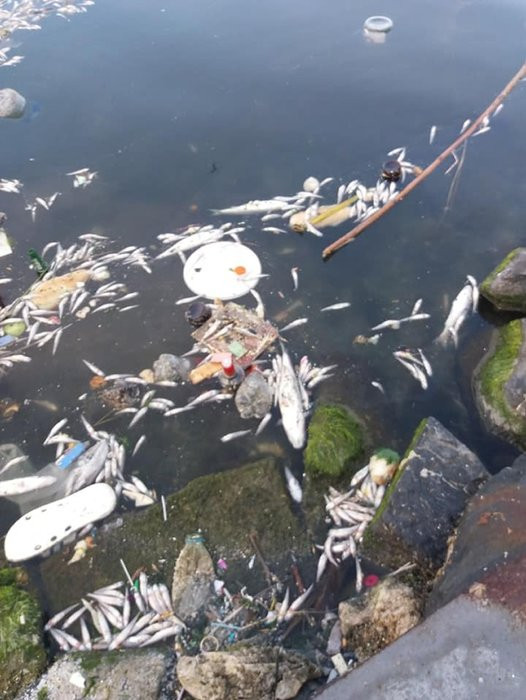 İstanbul'da korkutan balık ölümleri! Burası Küçükçekmece Gölü...