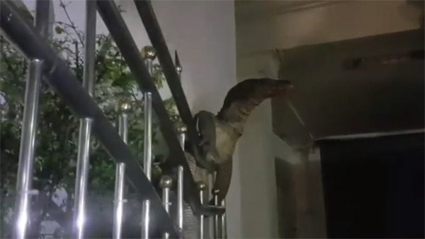 Evin bahçesindeki dev korku saldı