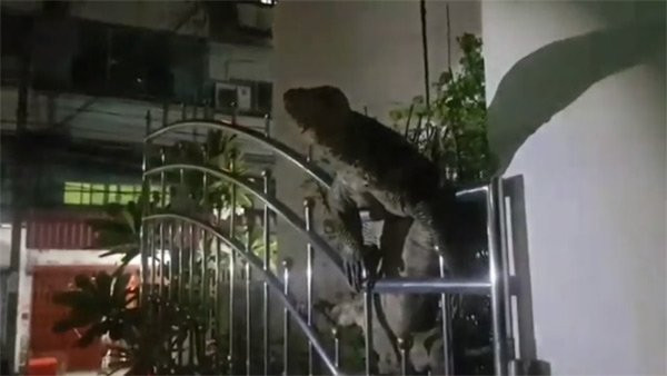 Evin bahçesindeki dev korku saldı