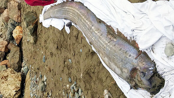 Kıyıya vuran kürek balığı deprem paniğine neden oldu
