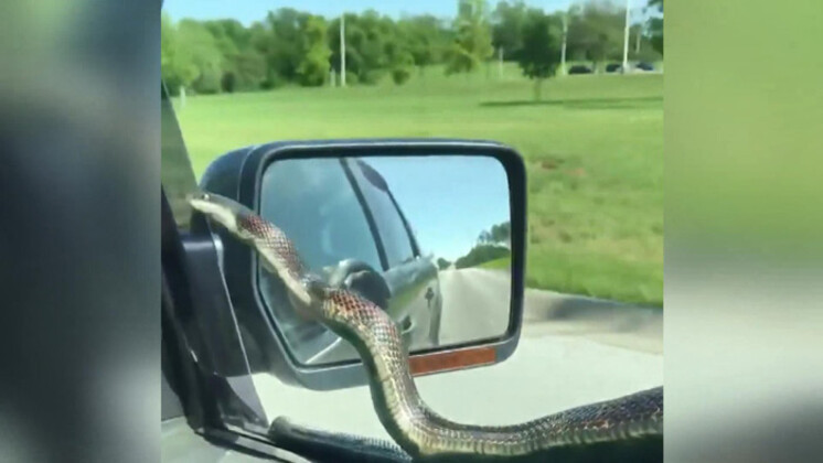 Yolcuları korkuttu ! Otomobilin camında yılan...