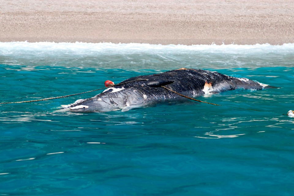 Fethiye'de ölü balina kıyıya vurdu - Resim: 2