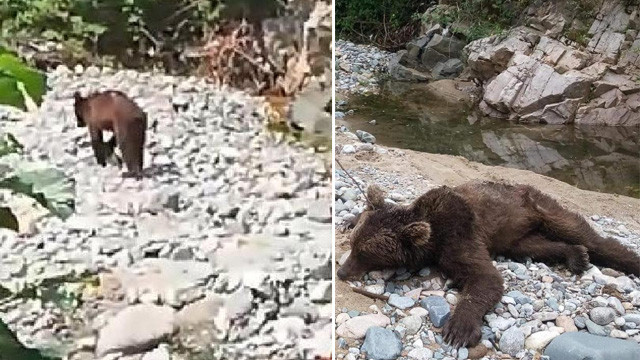 3 gün önce görüntülenen boz ayı öldürüldü