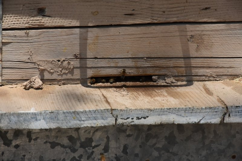 Milyonlarca arının ölümü dünyayı alarma geçirdi
