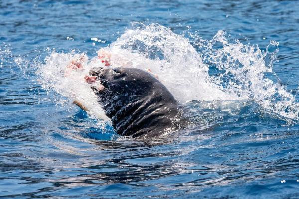 Yer: Antalya... Akdeniz foku böyle görüntülendi
