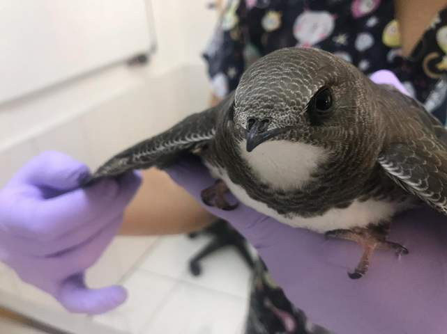 Yavru ebabil kuşlarına Beşiktaş Belediyesi sahip çıktı
