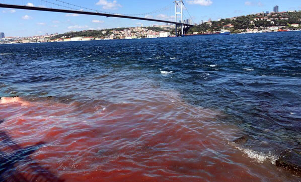 İstanbul Boğazı yine kana bulandı ! Şok görüntü