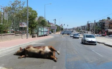 Turizmin başkentinde ilginç görüntüler