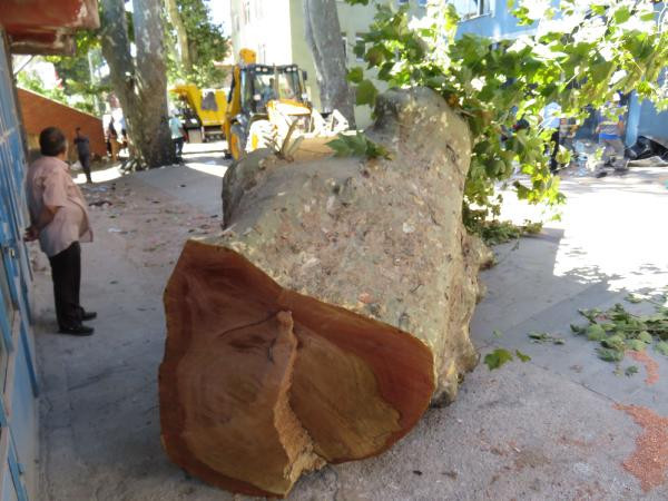 Beykoz'da korku dolu anlar ! Tarihi çınar ağacı binanın üzerine devrildi